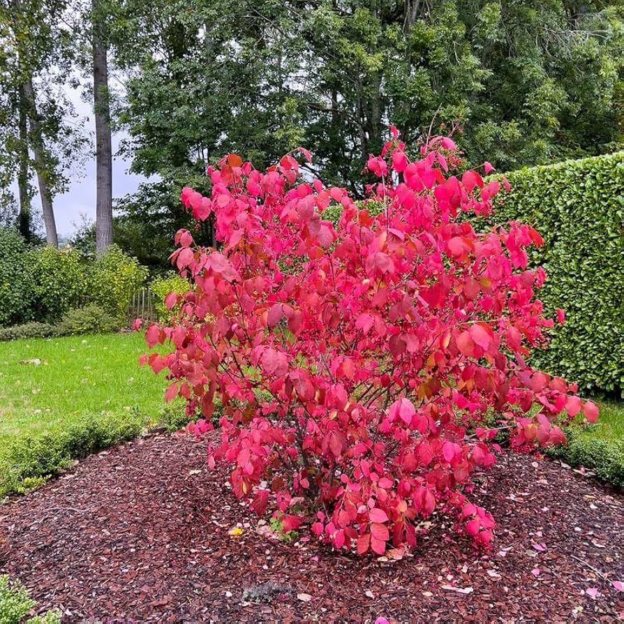 Amazon.com : 10 Dwarf Burning Bush Shrub Live Plant Cuttings
